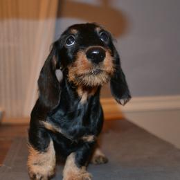 Dachshunds from Anastasiya Skorobogatova