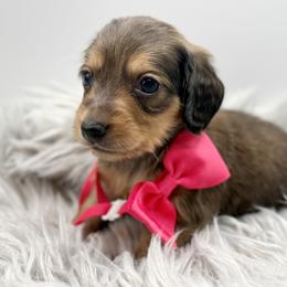 AKC Yellow girl - Cream female Dachshund puppy in Bartlesville, Oklahoma from OkieDokieDox