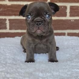 Girl 1 - Blue female French Bulldog puppy in Gloster, Mississippi from Donna's French Bulldogs