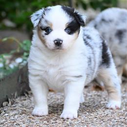 Girl 1 - Blue merle female Miniature American Shepherd puppy in Robinson, Texas from Stellar Miniature American Shepherds