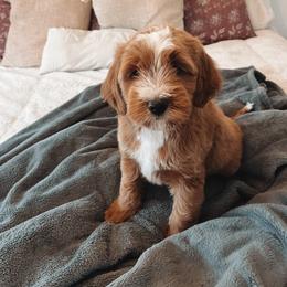 Goldendoodle Puppies from Peach and Honey Doodles