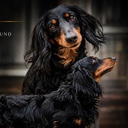 Duckie - Dachshund