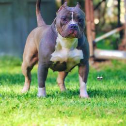 Blueberry - American Bully