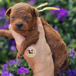 Natalia - Red  female Poodle puppy in Salem, Missouri from Meadowbrook Poodles