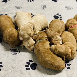 Goldendoodle Puppies from Kings Royal Mini Doodles by King Farms