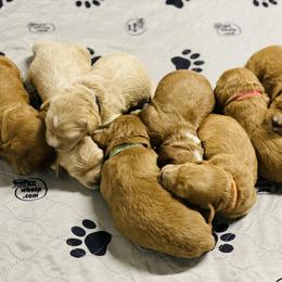 Goldendoodle Puppies from Kings Royal Mini Doodles by King Farms