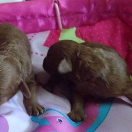 Poodle Puppies from Lowry Toy Poodles