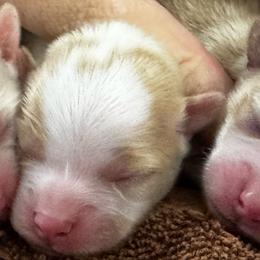 Companion Cross puppies from WayMakers Papillons & Poodles