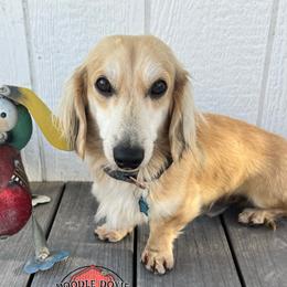 Zorro - Dachshund