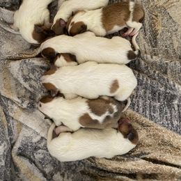 Collie Puppies from Faith Rough Collie’s