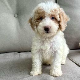 Elsie - Brown and white female Bernedoodle puppy in Goldsboro, North Carolina from The Grantham House