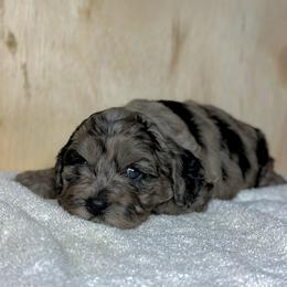 Cavalier King Charles Spaniel, Cavapoo, Cockapoo, and Cocker Spaniel Puppies from Rocky Road Puppies