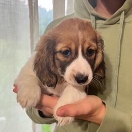 Pebbles - Piebald female Dachshund puppy in Milroy, Pennsylvania from Not Your Average Weiner