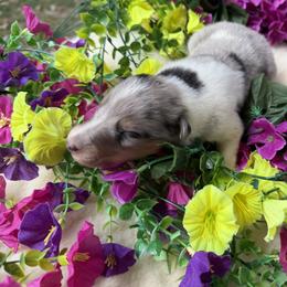 Diamond - Blue merle white and tan female Collie puppy in Carencro, Louisiana from Cajun Bayou's Collies LLC