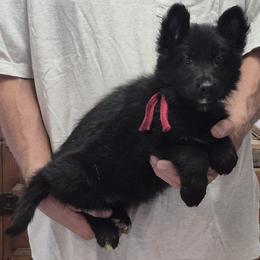 Girl 1 Burgundy - Black female German Shepherd puppy in Lake George, Colorado from High Country German Shepherds