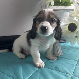 Milo - Piebald male Dachshund puppy in Gilbertsville, Kentucky from DeLaunes Dachshunds