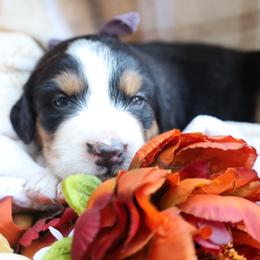 Hazel (Purple Bow) - Tri-color female Bernese Mountain Dog puppy in Middlesex, North Carolina from Willow Springs Doodles & Berners