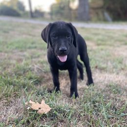 Black Collar - Black Labrador Retriever puppy in Mansfield, Missouri from Labradors of Moxley Meadow