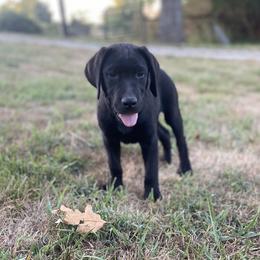 Black Collar - Black Labrador Retriever puppy in Mansfield, Missouri from Labradors of Moxley Meadow