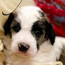 Randy - Sable male Poodle puppy in Greenville, North Carolina from Grace Poodles