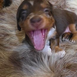 Dachshund Puppies from Smiling Dog Dachshunds