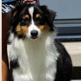 Jewels - Australian Shepherd