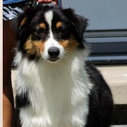 Jewels - Australian Shepherd