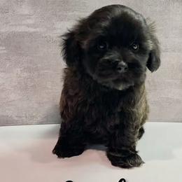 Shihpoo puppies from Billy's Puppies