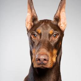 Doberman Pinschers from Kalon Dobermans