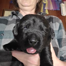 Boy 4 - Black male Labrador Retriever puppy in Andrews, South Carolina from Leyland Cypress Retrievers