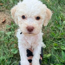 C4-Girl 2 - Black collar - Orange female Lagotto Romagnolo puppy in Ashland, Ohio from SS Australian Shepherds