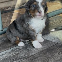 Pearl - Blue merle female Bernedoodle puppy in Campbellsville, Kentucky from Blue Belle Hills Bernedoodles