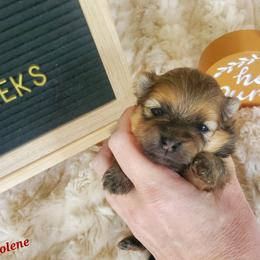 Jolene - Orange sable female Pomeranian puppy in Saint Charles, Missouri from Bisous Pomeranians & Heartland Sh