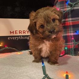 Aussiedoodle puppies from Delaryedoodles