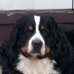 Carson - Bernese Mountain Dog