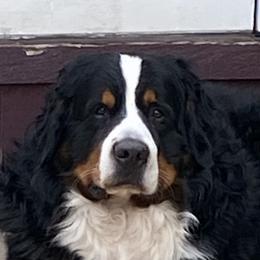Carson - Bernese Mountain Dog