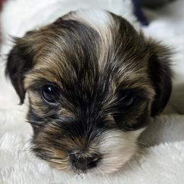Havanese and Shetland Sheepdogs from Highsights Kennel