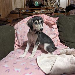 Saluki Puppies from Sahar Paz Salukis
