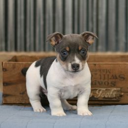 Teddy Roosevelt Terrier Puppies from Big Grove Farms