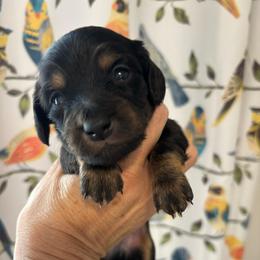 George - Black and tan male Dachshund puppy in Meridian, Idaho from Schön Duchshund