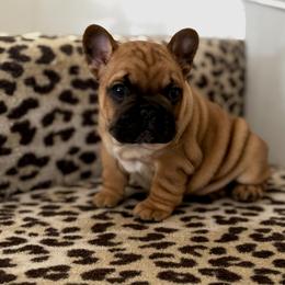 Zachary - Fawn male French Bulldog puppy in Arkadelphia, Arkansas from Fralala Frenchies