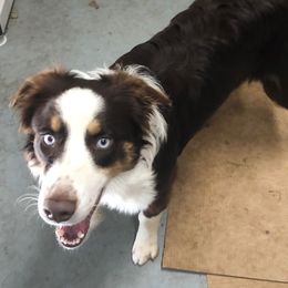 Stella - Australian Shepherd