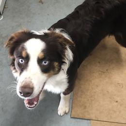 Stella - Australian Shepherd