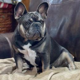 Dixie - French Bulldog