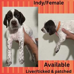 German Shorthaired Pointer Puppies from Lazy K GSP's