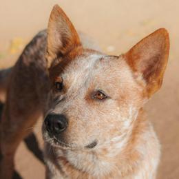 Mesquite N A2's A Red Charmer KHINO (AKC) - Red speckled male Australian Cattle Dog puppy in Sahuarita, Arizona from A2 Australian Cattle Dogs