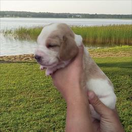 Bennet - Red and white male Basset Hound puppy in Denison, Texas from Emma Lou's Baby Bassets