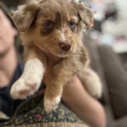 American Corgi, Australian Shepherd, and Pembroke Welsh Corgi Puppies from Fluffy Butt Acres