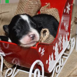 Miniature Australian Shepherds and Toy Australian Shepherds from Burnett Aussies