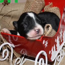 Miniature Australian Shepherds and Toy Australian Shepherds from Burnett Aussies